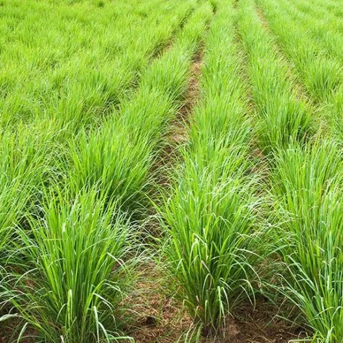 Lemongrass 5